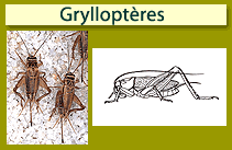 Gryllopt&egrave;res