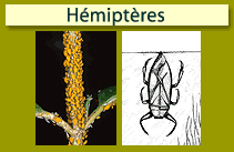 H&eacute;mipt&egrave;res