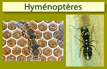 Hym&eacute;nopt&egrave;res