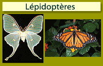 L&eacute;pidopt&egrave;res