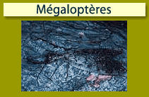 M&eacute;galopt&egrave;res