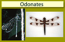 Odonates