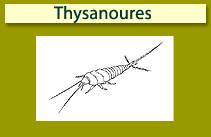 Thysanoures