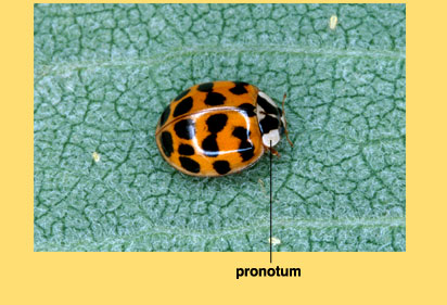 Photo de l'adulte sur une feuille