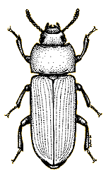 Ténébrion meunier (Tenebrio molitor)