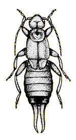 Forficule commun (Forficula auricularia)