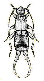 Forficule commun (Forficula auricularia)