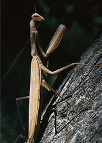 Mante religieuse (Mantis religiosa)