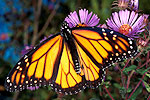 Monarque (Danaus plexippus plexippus)