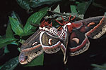Saturnie cécropia (Hyalophora cecropia)