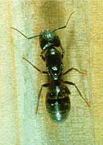 Fourmi bicolore (Camponotus herculeanus)