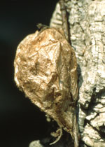 Saturnie cécropia (Hyalophora cecropia)