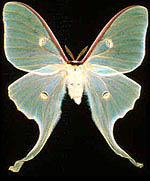 Papillon lune (Actias luna)