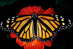 Monarque (Danaus plexippus plexippus)