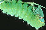 Papillon lune (Actias luna)