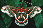 Saturnie cécropia (Hyalophora cecropia)