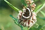Amiral (Limenitis arthemis arthemis)