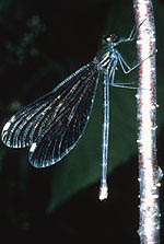 Demoiselle bistrée (Calopteryx maculata)