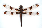 La gracieuse (Libellula pulchella)