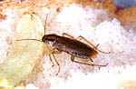 Blatte germanique (Blattella germanica)