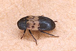 Dermeste du lard (Dermestes lardarius)