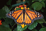Monarque (Danaus plexippus plexippus)