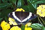 Amiral (Limenitis arthemis arthemis)