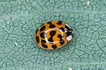 Coccinelle asiatique (Harmonia axyridis)