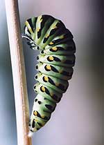 Papillon du céleri (Papilio polyxenes asterius)