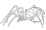 Araignée (Araneae)