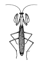 Mante religieuse (Mantis religiosa)
