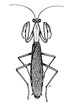 Mante religieuse (Mantis religiosa)