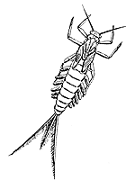 Éphémère (Ephemeroptera)