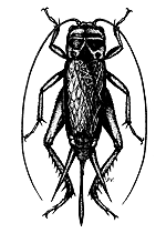 Grillon domestique (Acheta domesticus))