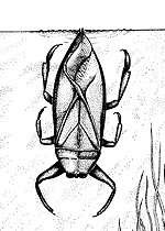 Léthocère (Lethocerus americanus)