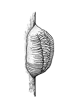 Mante religieuse (Mantis religiosa)