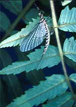Éphémère (Ephemeroptera)