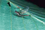 Éphémère (Ephemeroptera)