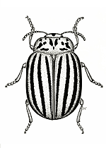 Doryphore de la pomme de terre (Leptinotarsa decemlineata)