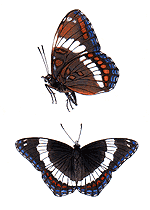 Amiral (Limenitis arthemis arthemis)
