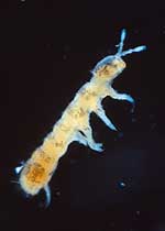 Collembole (Collembola)