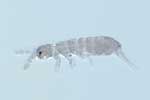 Collembole (Collembola)