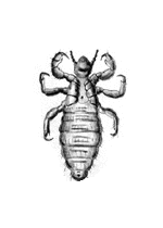 Pou de t&ecirc;te (Pediculus humanus capitis)