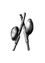 Pou de t&ecirc;te (Pediculus humanus capitis)