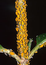 Pucerons (Aphididae)