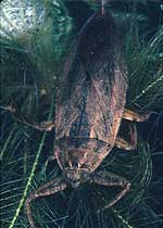 Léthocère (Lethocerus americanus)