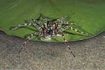 Dolomède (Dolomedes tenebrosus)