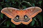 Polyphème d'Amérique (Antheraea polyphemus polyphemus)