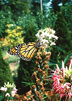 Monarque (Danaus plexippus plexippus)