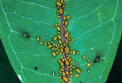 Pucerons (Aphididae)